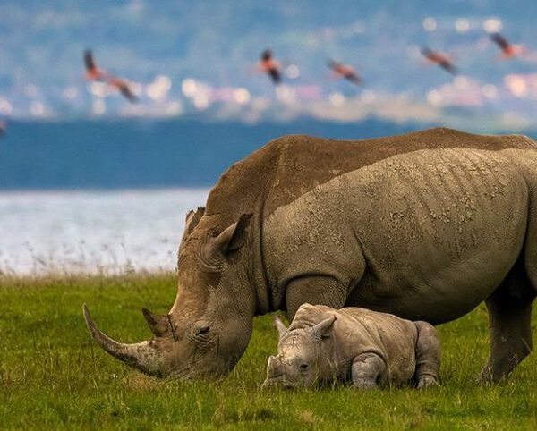 06 DAYS PRIVATE LAKE MANYARA-SERENGETI-NGORONGORO LUXURY SAFARI