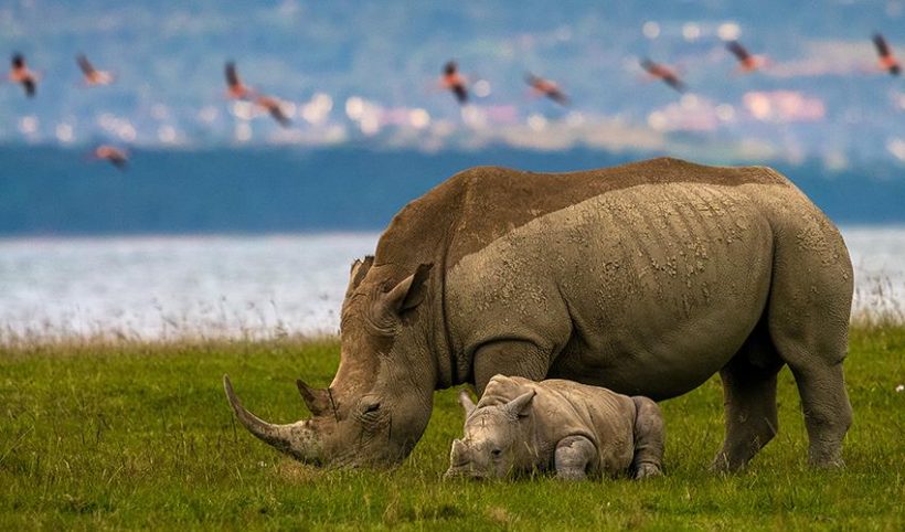 06 DAYS PRIVATE LAKE MANYARA-SERENGETI-NGORONGORO LUXURY SAFARI