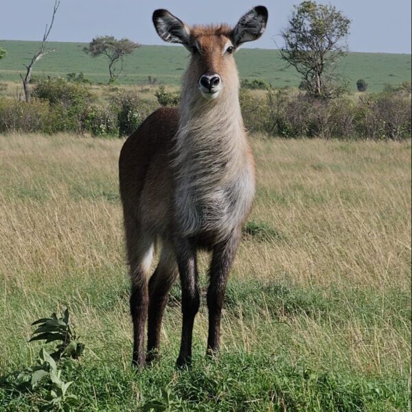 06 DAYS KENYA BUDGET MAASAI MARA–LAKE NAKURU–AMBOSELI CAMPING SAFARI