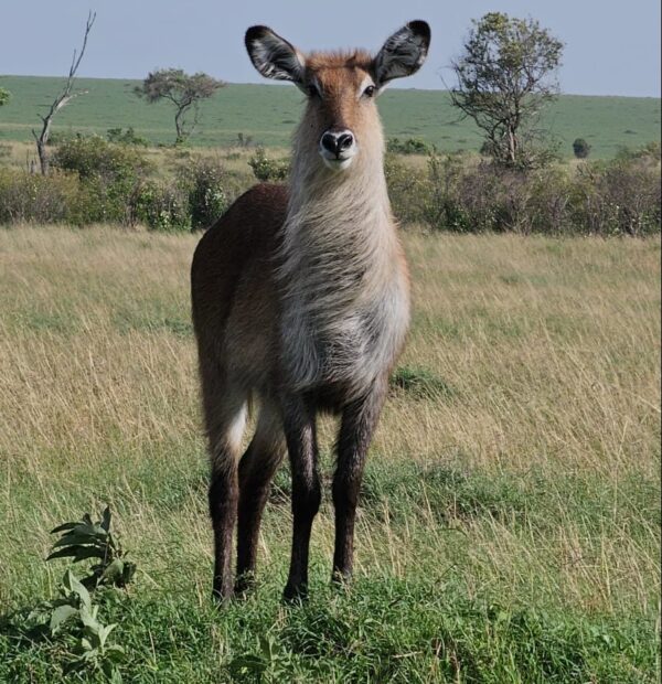 06 DAYS KENYA BUDGET MAASAI MARA–LAKE NAKURU–AMBOSELI CAMPING SAFARI