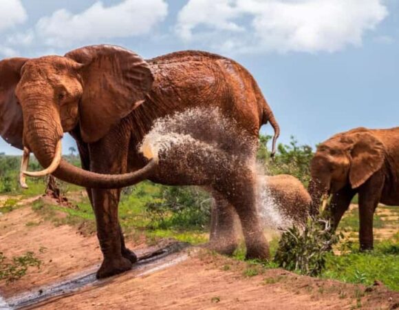 03 DAYS KENYA BUDGET SAFARI AMBOSELI