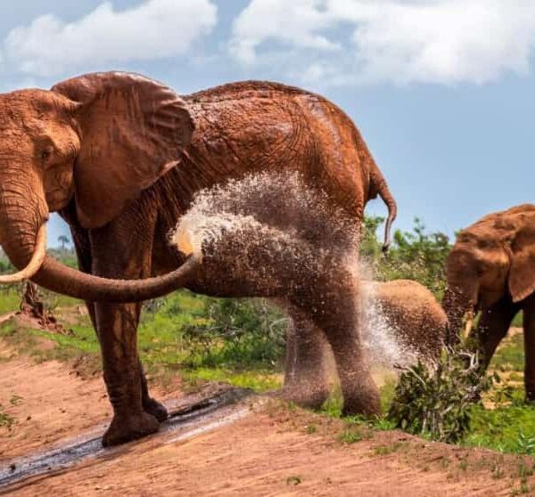 03 DAYS KENYA BUDGET SAFARI AMBOSELI