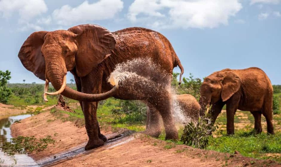03 DAYS KENYA BUDGET SAFARI AMBOSELI