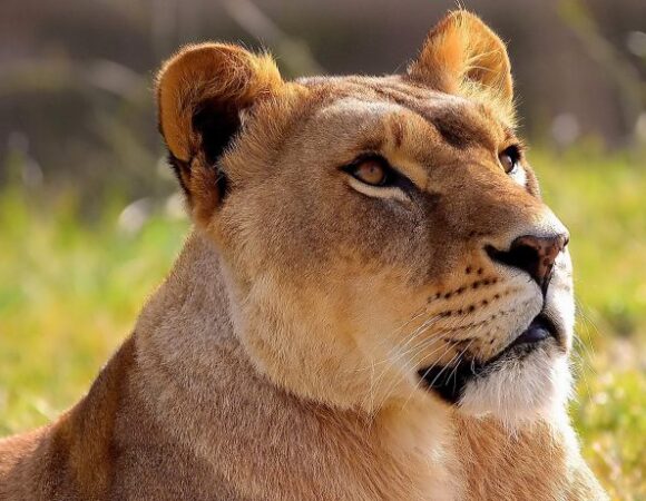 2 DAYS TANZANIA BUDGET MANYARA,NGORONGORO CAMPING SAFARI