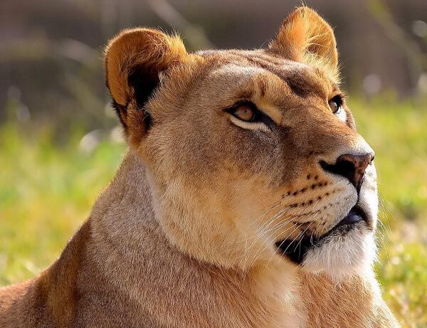 2 DAYS TANZANIA BUDGET MANYARA,NGORONGORO CAMPING SAFARI